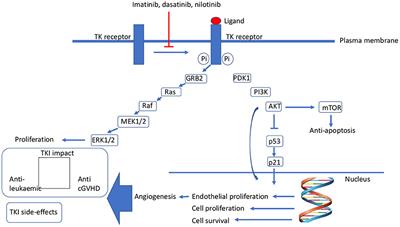 What Is the Role of HSCT in Philadelphia-Chromosome–Positive and Philadelphia-Chromosome–Like ALL in the Tyrosine Kinase Inhibitor Era?